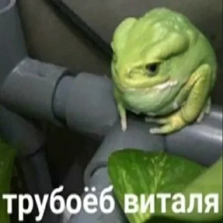 Video sticker 🐸 Пельменьевая лихорадка by @fStikBot