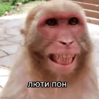 Video sticker 🐵 пон by @sssashhko :: @fStikBot