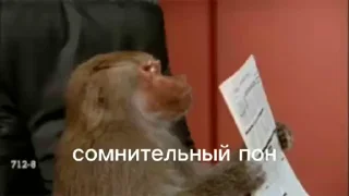 Video sticker 🐵 пон by @sssashhko :: @fStikBot