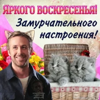 Sticker 😺 Больше стиков тут: @stikery4