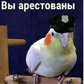 Sticker 👮‍♂️ ПОПУГИ