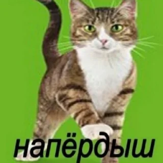 Sticker 🐈 fedorenko petr