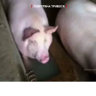 Video sticker 🐖 Свиня у джакузі by @bazovani_gifky