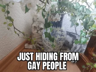 Video sticker 🐈 Homophobic cat