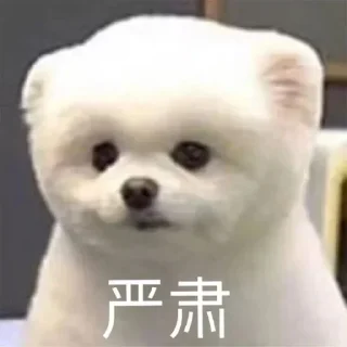 Video sticker 🙃 缅甸龙哥贴纸包