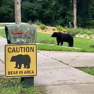 Video sticker ⚠️ Watch Out For Bears!