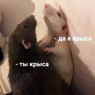 Video sticker 🐀 LITROV