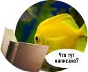 Sticker 🐟 Рыбы пытаются читать