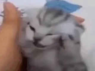 Video sticker 🐈 котики для котят х2 :: @fStikBot