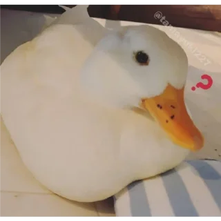 Video sticker ⚠ Duck