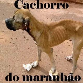 Sticker 🐶 Maranhão kkkk