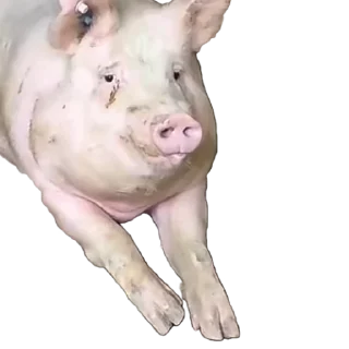 Video sticker 🐖 Pigga blop