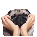 Sticker ☺️ Meet The Pugs ( @Perkovec )