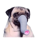 Sticker 😳 Meet The Pugs ( @Perkovec )