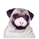 Sticker 😳 Meet The Pugs ( @Perkovec )