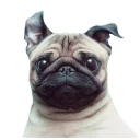 Sticker 😃 Meet The Pugs ( @Perkovec )