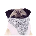 Sticker 😶 Meet The Pugs ( @Perkovec )