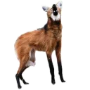 Video sticker 😮 Maned Wolf Central