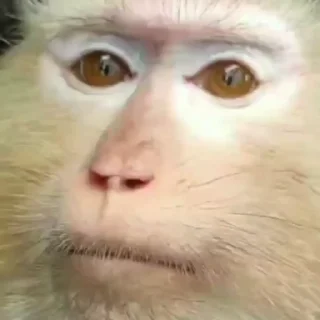 Video sticker 🤨 monkeys 2 by @norufx