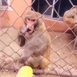 Video sticker 🍌 monkeys 2 by @norufx