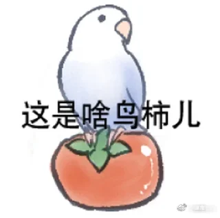 Sticker 🍅 实用鸟图 作者微博@猛禽bot