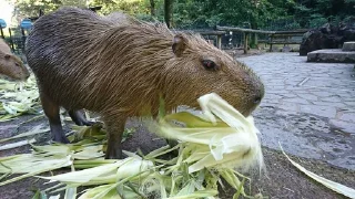 Video sticker 😁 @Concilio_Das_Capybaras