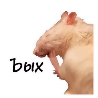 Sticker 🐀 Ёся