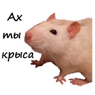 Sticker 🐀 Ёся