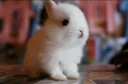 Video sticker 😞 Bunny