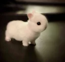 Video sticker 😟 Bunny