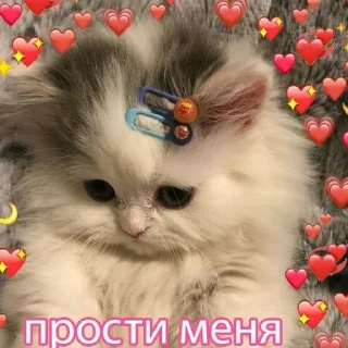 Sticker 🐱 Феликс