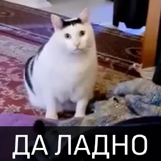 Video sticker 😳 Котейкин стикерпак