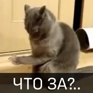 Video sticker 🤪 Котейкин стикерпак