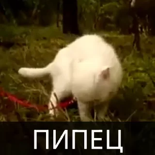 Video sticker 🤯 Котейкин стикерпак