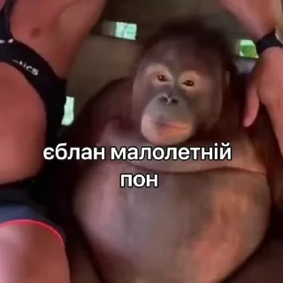 Video sticker 🤮 Ультра пон :: @fStikBot