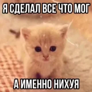 Video sticker 😿 Настюша лутша у світі by @Stickersneewbot