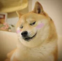 Video sticker 😊 Doge Edits 3