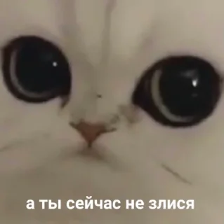 Video sticker 🥺 сучьи стикеры