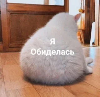 Sticker 🥺 сучьи стикеры