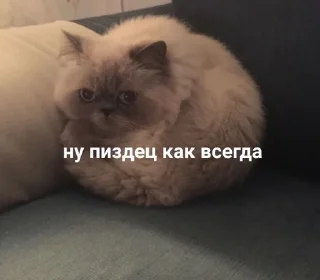 Video sticker 🌟 Чернильница :: @fStikBot