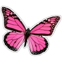 Video sticker 🎀 @Loveoops : butterfly