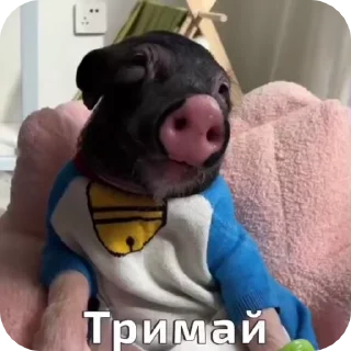 Video sticker 🌟 Юаньбао :: @fStikBot