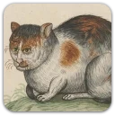 Sticker 😐 Medieval Cats
