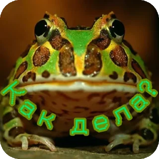 Video sticker 🐸 Лягуши от @PelobatesFuscus