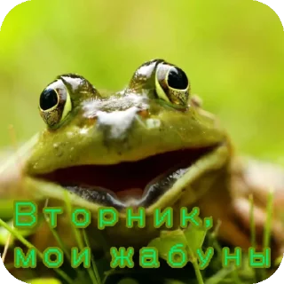 Sticker 🐸 Лягуши от @PelobatesFuscus