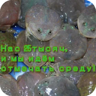 Sticker 🐸 Лягуши от @PelobatesFuscus