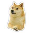 Video sticker 🐶 Doge