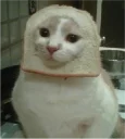 Sticker 🍞 real cat