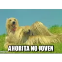 Video sticker 🐕 ahorita no joven