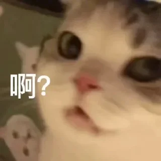 Video sticker 😂 锦鲤转运表情包